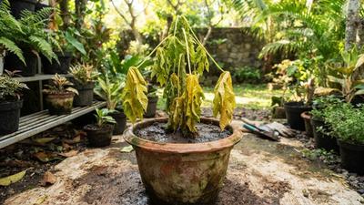9 Penyebab Tanaman Buah dalam Pot Tiba-Tiba Layu, Kenali Tanda dan Cara Mengatasinya