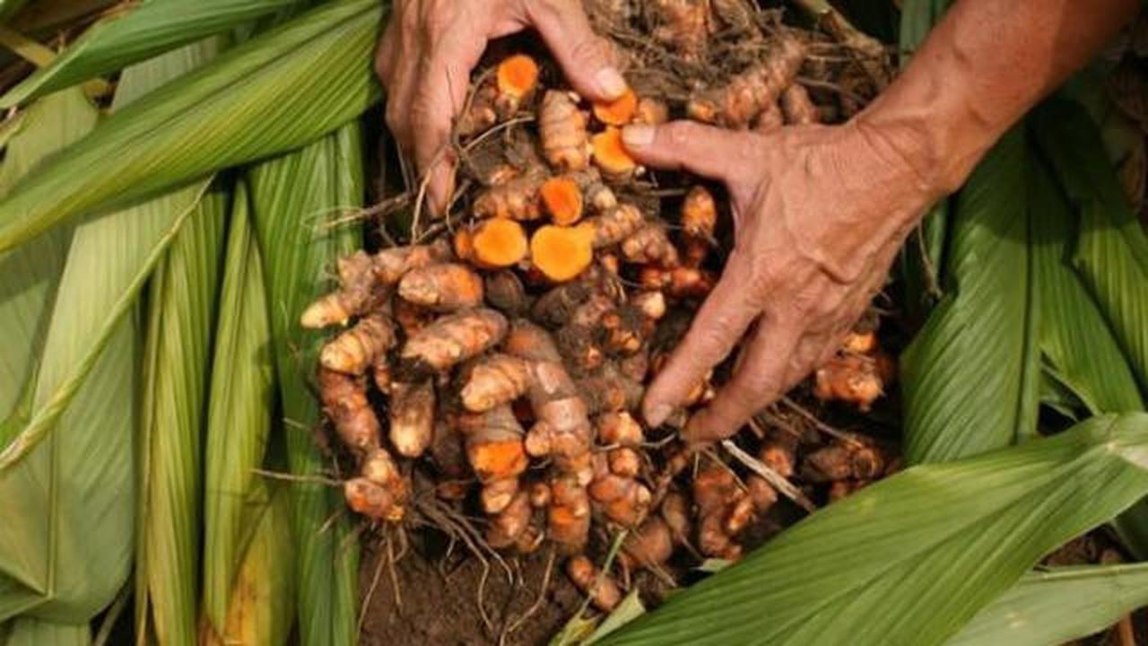Cara Mudah Panen Kunyit dari Pekarangan Rumah, Hasilnya Melimpah