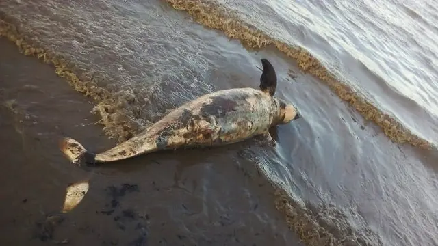 Bangkai dugong yang terdampar di pantai Kota Dumai