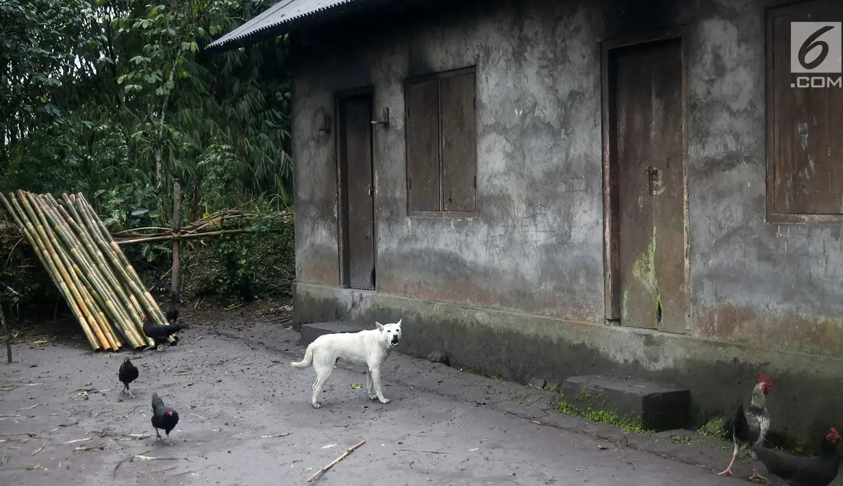 Seekor anjing dan beberapa ayam berkeliaran di sekitar rumah yang ditinggal mengungsi oleh pemiliknya di Desa Sebudi, Karangasem, Bali, Senin (4/12). Desa Sebudi berada di kawasan rawan bencana III Gunung Agung. (Liputan6.com/Immanuel Antonius)