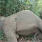 Gajah di Riau mati dalam kondisi mengenaskan. (Liputan6.com/M Syukur)