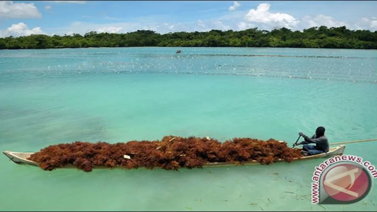 Rumput Laut
