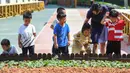 Seorang guru membantu murid-muridnya belajar tentang tanaman di sebuah taman kanak-kanak di Changsha, Provinsi Hunan, China, 2 September 2020. Taman kanak-kanak tersebut menumbuhkan kesadaran anak-anak untuk menghargai makanan sejak usia dini. (Xinhua/Chen Zeguo)