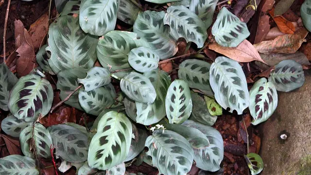 Maranta Leuconeura
