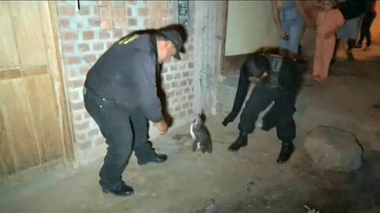 Ketika Penguin Berkelana di Jalan Raya