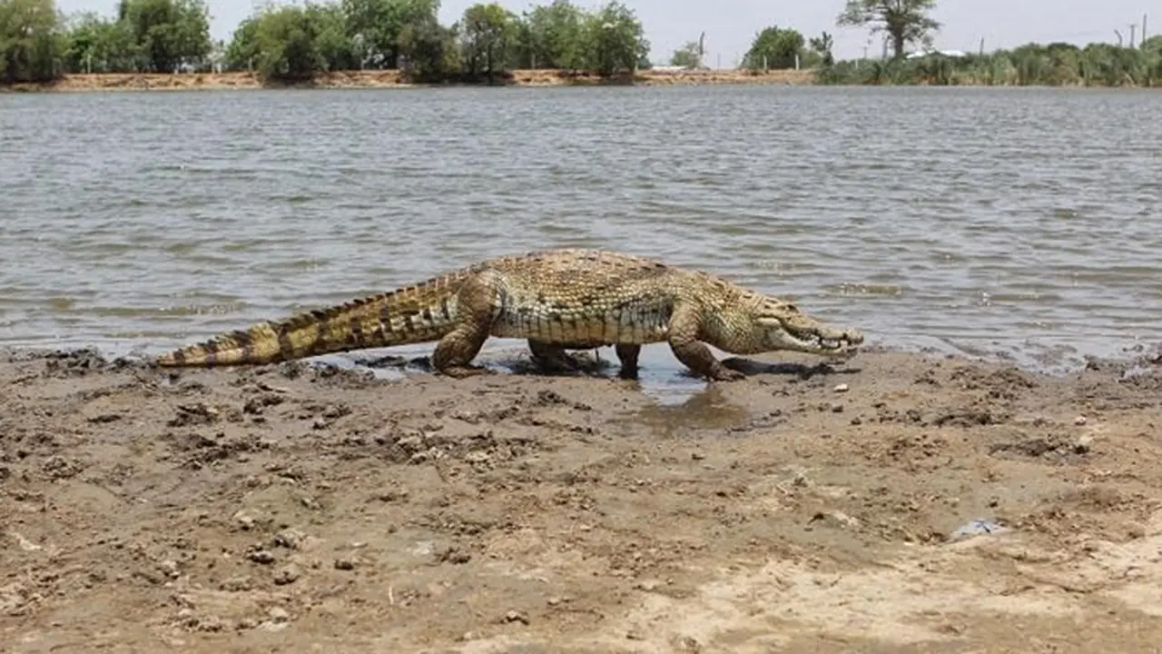 Di Danau ini, Kita Bisa Bermain Akrab dengan Buaya