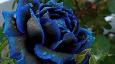 Bunga Berwarna Biru Alami Super Cantik Dan Mengagumkan Fashion Fimela Com