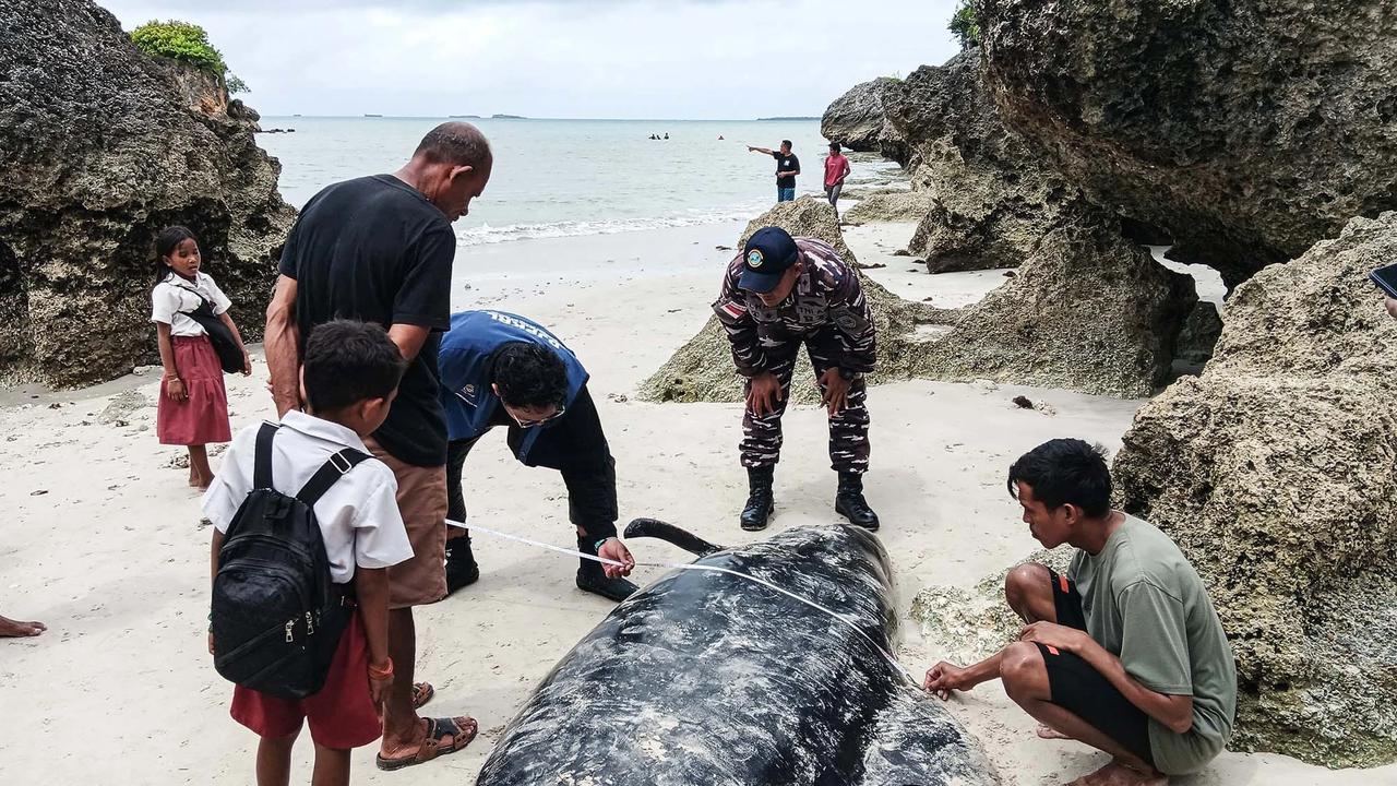 FOTO: Puluhan Paus Pilot Terdampar di Pantai Mbadokai NTT