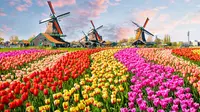 Keukenhof (Sumber: iStockphoto)