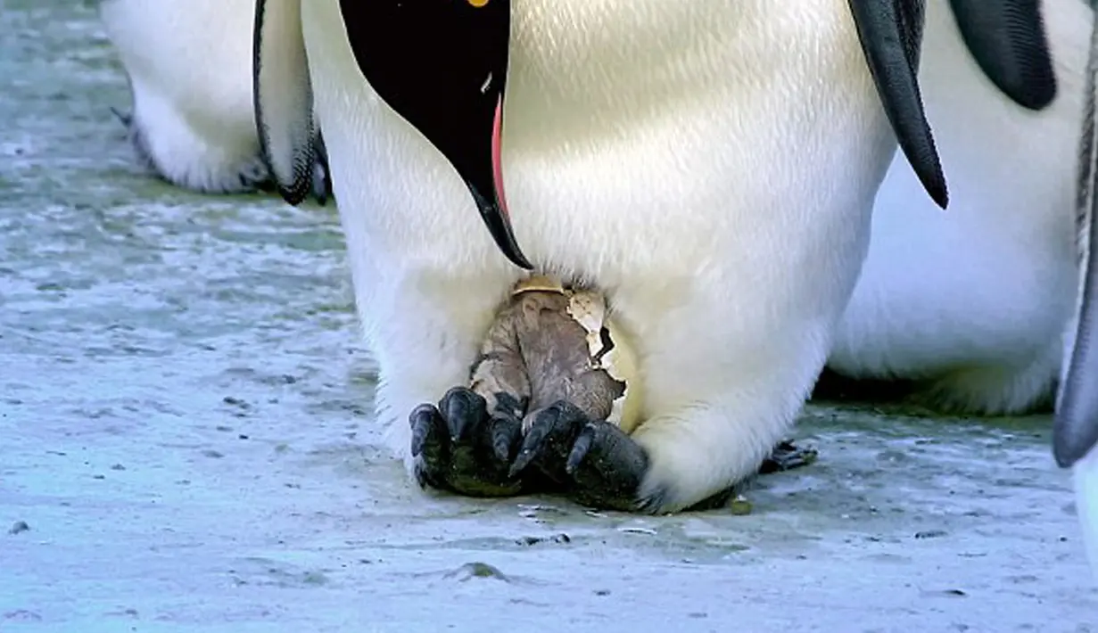 Bayi Pinguin yang baru menetas di Benua Antartika. BBC1 membuat sebuah dokumenter tentang perjalanan Pinguin kecil hingga menjadi dewasa. (Dailymail.co.uk)
