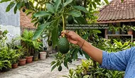 Arti Warna Tangkai pada Alpukat, Penanda Buah Siap Dimakan atau Belum