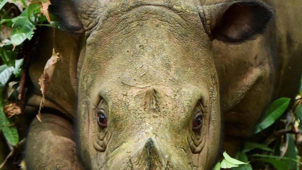 Kesuksesan kelahiran ini terjadi berkat perkawinan Delilah, induk badak sumatera betina berusia 7 tahun dengan badak Harapan.