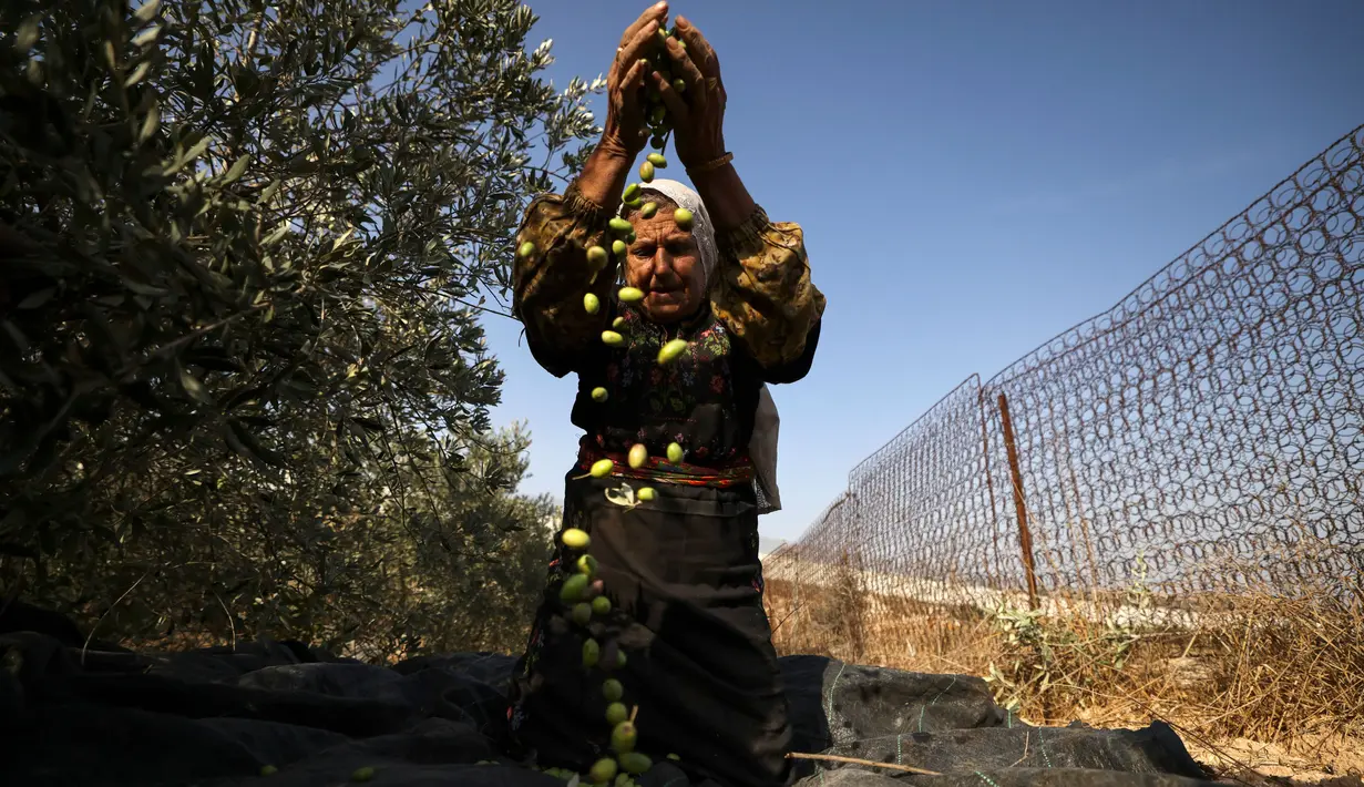 Petani Palestina menunjukkan hasil panen buah zaitun. (HAZEM BADER/AFP)