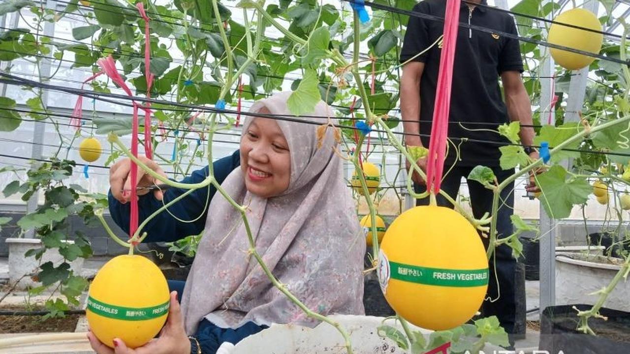 Amanah Aceh Kembangkan Budidaya Melon Golden Alisha, Gerakkan Ekonomi Warga Lokal
