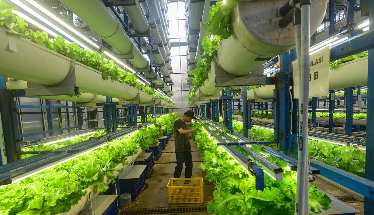 Sayuran seperti thai basil, italian basil, selada, shiso perilla, dan mint dipanen dari pertanian vertikal setinggi 18 meter ini. (merdeka.com/Arie Basuki)