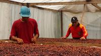 Petani kakao di Kabupaten Mahakam Ulu sedang menjemur biji kakao hasil panen.