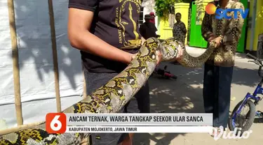 Warga di Desa Jampirogo, Kecamatan Sooko, Mojokerto, Jawa Timur, Selasa siang menangkap seekor ular sanca. Kehadiran ular tersebut membuat warga resah karena kerap memangsa hewan ternak.