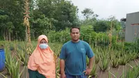 Sumarni (53) dan anaknya Alan Efendhi (35) merintis pertanian aloe vera pertama di Gunungkidul (foto: Liputan6.com/Anugerah Ayu)