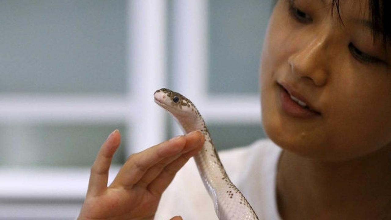 Sensasi merinding makan ditemani ular di kafe Tokyo Snake Center