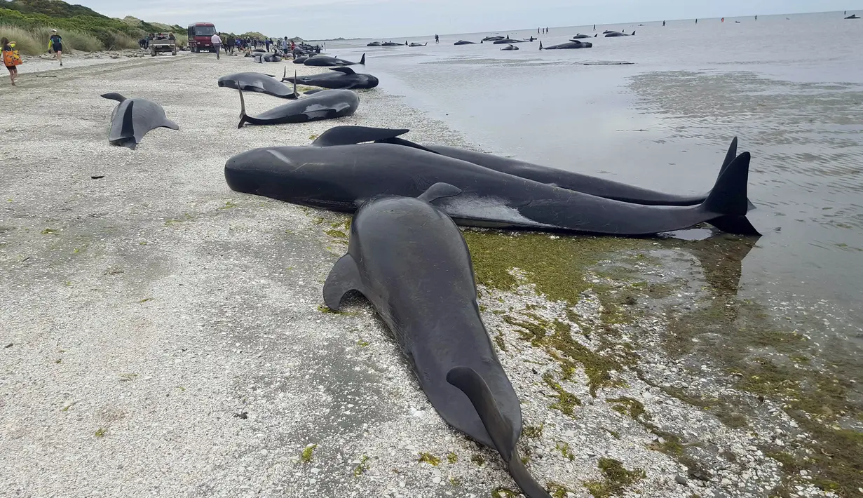 Kondisi paus pilot yang terdampar di ujung dari Pulau Selatan, tepatnya di area Farewell Spit, Selandia Baru, Jumat (10/1). Total sebanyak 416 paus yang terdampar ini diyakini merupakan yang terbesar sepanjang sejarah. (TRACY NEAL/RADIO NEW ZEALAND/AFP)