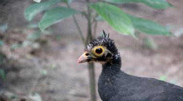 Burung dengan nama latin Macrocephalon maleo ini ditetapkan di Kabupaten Bone Bolango (Bonebol), Gorontalo (Foto: Arfandi Ibrahim/Liputan6.com)