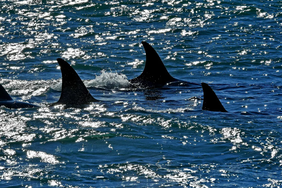 Aksi Paus Orca Berburu Singa Laut