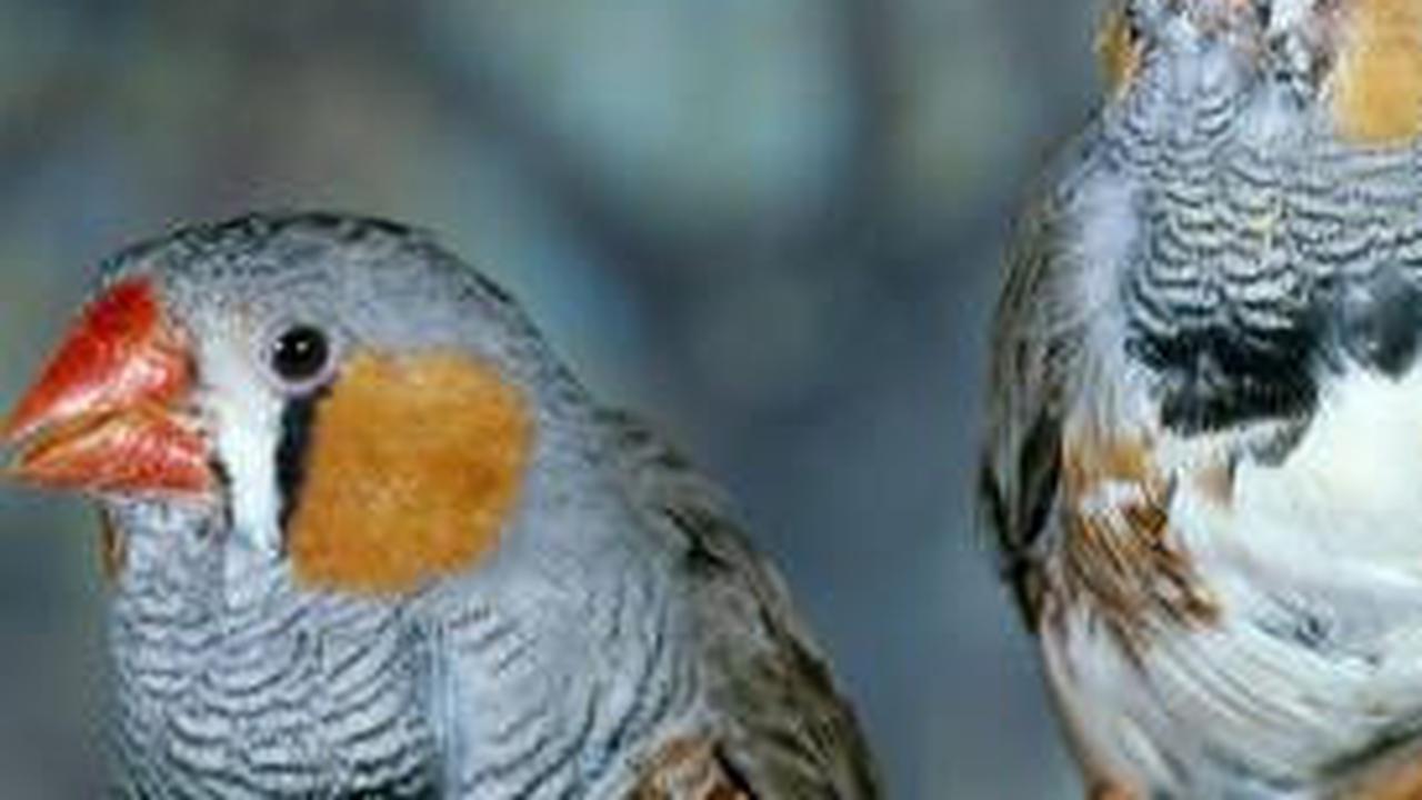 Benarkah Burung Kutilang Keturunan Dinosaurus yang Hidup 125 Juta Tahun Lalu? Ini Hasil Analisis Ilmuwan