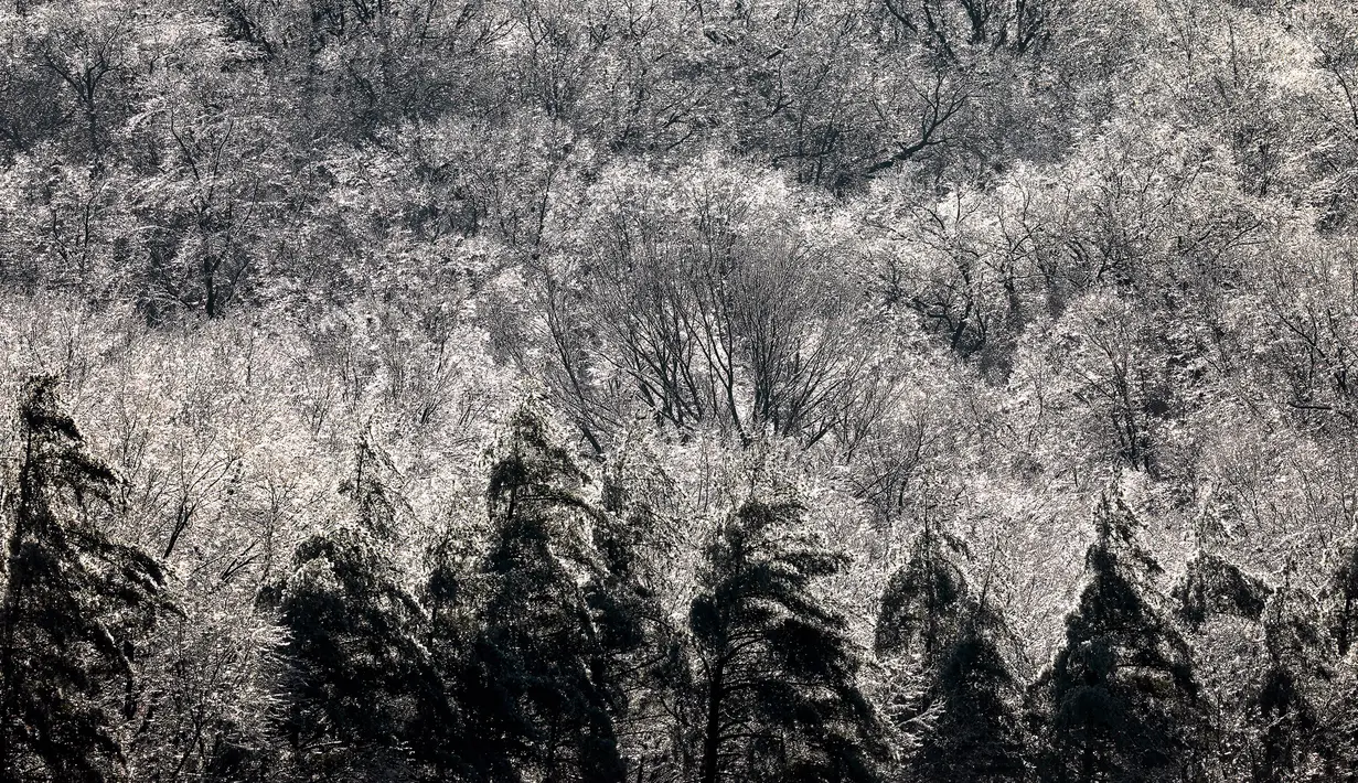 Pohon-pohon tertutup salju saat musim dingin di West Orange, New Jersey (18/12/2019). Suhu dingin tersebut diharapkan turun pada Kamis pagi. (Rick Loomis/Getty Images/AFP)