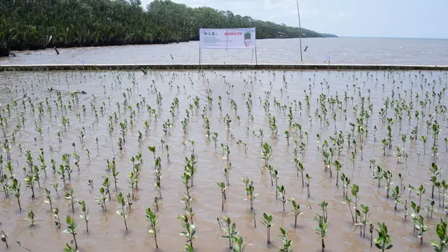 Penanaman mangrove di Kalimantan Barat. (Liputan6.com/ ist)