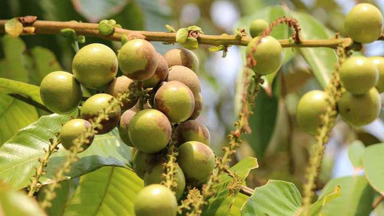 Pohon Buah untuk Rumah Cluster dengan Lahan Terbatas, Pilihan untuk yang Hobi Berkebun