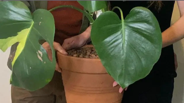 Monstera Langka Murah
