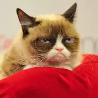 Mitos ibu tiri yang galak terbantahkan oleh seekor kucing yang satu ini.