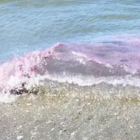 Tak hanya berbahaya, namun ombak ungu di pantai Oregon begitu sedap dipandang mata.