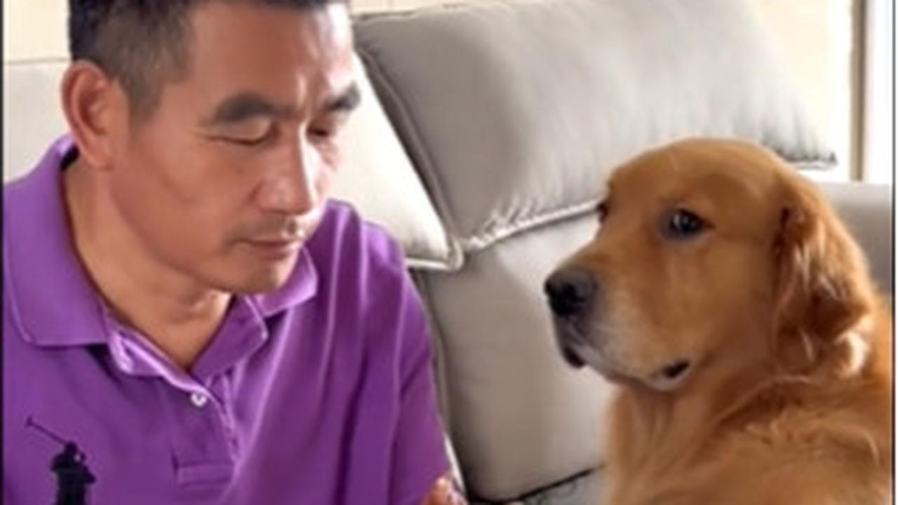 Anjing asal China bernama Mou-mou benar-benar menarik simpati banyak orang yang melihat tingkahnya sebagai anjing peliharaan.