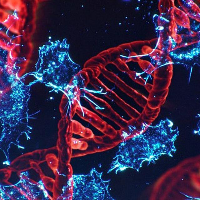 5 Fungsi Dna Dalam Tubuh Manusia Berperan Sebagai Duplikasi Diri Citizen6 Liputan6 Com