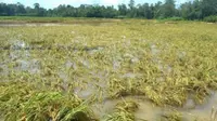 Ilustrasi tanaman padi rusak akibat banjir (Istimewa)