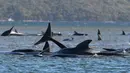 Kawanan paus pilot yang terdampar di perairan Pelabuhan Macquarie, Tasmania, Australia (21/09/2020). Para ilmuwan mengatakan dua kawanan besar paus pilot bersirip panjang terjebak di sandbar di Pelabuhan Macquarie, di pantai barat Tasmania yang sedikti penduduk. (AFP/Pool)