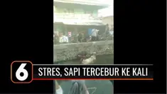 Diduga alami stres saat hendak disembelih, seekor sapi kurban kabur lalu tercebur ke aliran kali di Tanjung Priok, Jakarta Utara. Usai dievakuasi, ia masih coba melarikan diri.