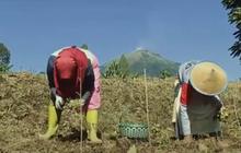 Curhat Petani yang Khawatir Harga Tembakau Turun Gara-Gara Aturan Ini