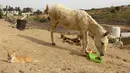 Seekor hewan menyantap makanannya di penampungan Sulala Society for Animal Care di Kota Gaza, 16 Desember 2021. Penampungan hewan ini menggunakan roda mobil mainan dan sepeda anak-anak untuk membuat perangkat mobilitas bagi kucing dan anjing yang cacat. (MOHAMMED ABED/AFP)