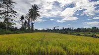 Masa panen raya sedang terjadi di berbagai daerah di Indonesia. Termasuk di lokasi cetak sawah baru di Desa Bente, Sulawesi Tenggara.