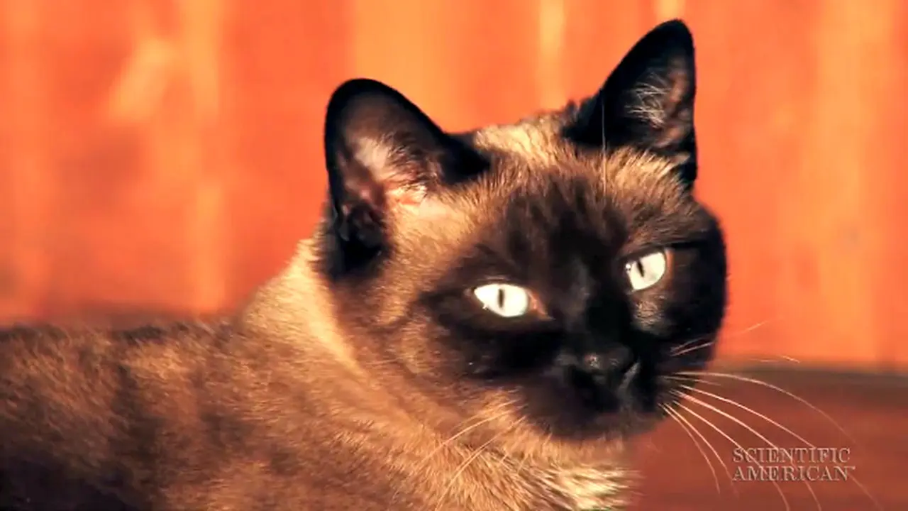 Kenali Epilepsi Kucing Dewasa 