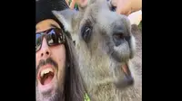 Dalam pose selfie itu, si kanguru tersenyum ala duck face, memajukan bibirnya seperti bebek.