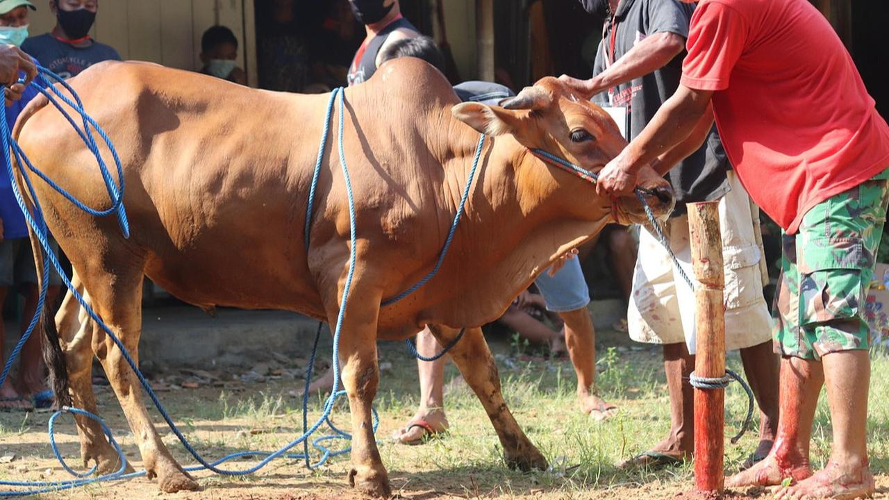 Mau Kurban Sapi Tahun Ini? Simak Dulu Jenis, Harga, dan Daging yang Paling Menguntungkan