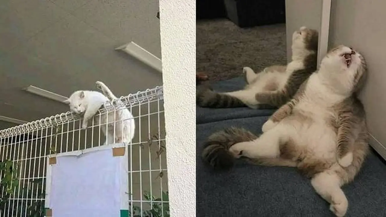 10 Potret Kucing Tidur dengan Pose Nyeleneh di Lokasi Absurd Ini Bikin Geleng Kepala