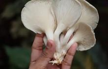 Panduan Menyimpan Jamur Tiram Segar di Rumah Agar Tetap Awet