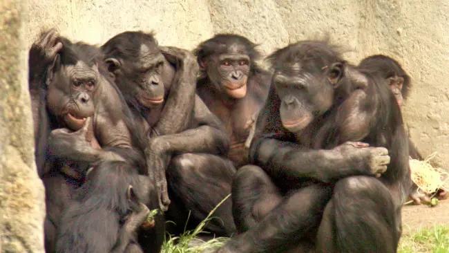 Ilustrasi kerumunan monyet dalam penangkaran. (Sumber Wikimedia Commons)