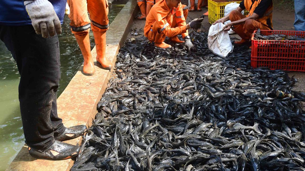 FOTO: Operasi  Penangkapan  Ikan Sapu Sapu di Setu Babakan Capai Lebih dari Tiga Ton