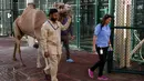 Seorang pawang membawa untanya menunju bangsal operasi di rumah sakit khusus unta di Dubai, Uni Emirat Arab. Rumah sakit hewan ini juga dilengkapi dengan arena balap mini untuk membuat para unta itu berlatih berlari setelah menjalani perawatan. (PATRICK BAZ/DUBAI MEDIA OFFICE/AFP)