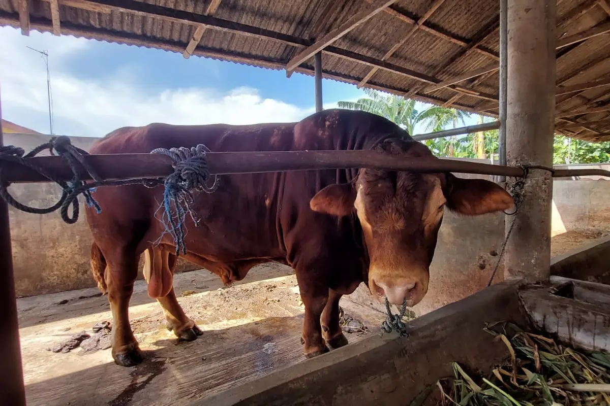 Sapi Jokowi